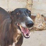 Julieta adoptée dans l'Yonne