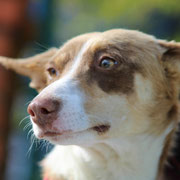Vida adoptée a Paris