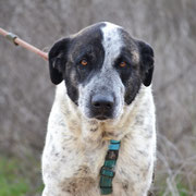 Niebla adoptée en Espagne