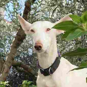 Constance adoptée en Espagne