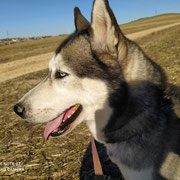 Darky adopté en Maine et Loire