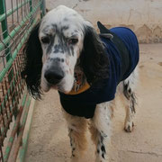 Harry adopté en Seine-et-Marne