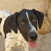 Olaf adopté dans le Pas-de-Calais