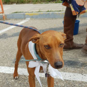 Manchita adopté en Espagne