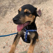 Cooper adopté en Espagne