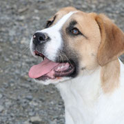 Canela adoptée dans les Bouches-du-Rhône