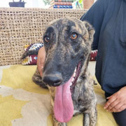 Oskar adopté dans les Pyrénées-Atlantiques