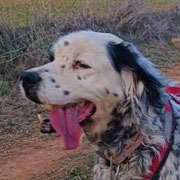 Candice adoptée en Seine-et-Marne