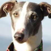 Taranta adoptée dans les Yvelines