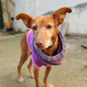 Lluvia adoptée dans le Vaucluse