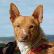 Lilo adoptée en Loire-Atlantique