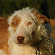 Nevra adoptée en Espagne