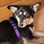 Alma adoptée en Espagne