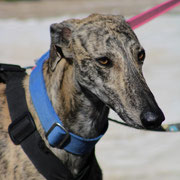 Valle adopté dans le Var