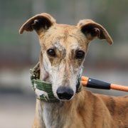 Vodka adoptée en Seine-Maritime