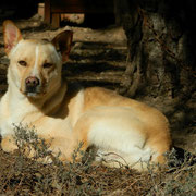 DALTON parrainé par JOSIANE