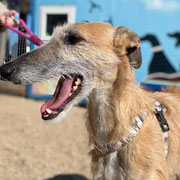 Texas adoptée dans le Nord