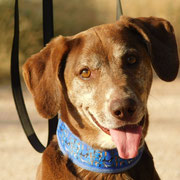 Ceus adopté dans le Puy-de-Dôme