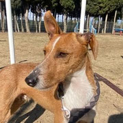 Langui adopté en Espagne