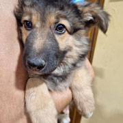 Zape adopté en Dordogne