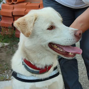 Luke adopté en Isère