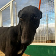 Pixie adopté dans les Bouches-du-Rhône