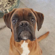 Krasty adopté en Espagne