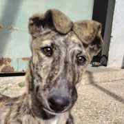 Simona adoptée dans le Nord