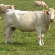 Un bovin élevé en France, issu d'une espèce connue