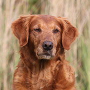 Gundog´s Choice Dynasty