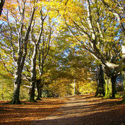 Une allée de hêtres centenaires permet l'accès au sommet du Mont Gargan. Ces arbres furent plantés par l'abbé Joyeux à la fin du XIXe siècle.