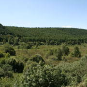 Plantations de résineux sur les hauteurs, pour exploitation sylvicole - Beaumont-du-Lac