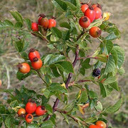 Rosa canina
