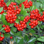 Pyracantha