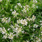 Centocchio