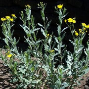 Senecio
