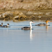 Mittelsaeger, Red-breasted Merganser + Haubentaucher, Great Crested Grebe + Schwarzhalstaucher, Black-necked Grebe, Cyprus, Akrotiri Gravel Pit, Dez. 2017