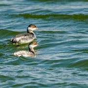 Schwarzhalstaucher, Black-necked Grebe, Podiceps nigricollis, Cyprus, Akrotiri Gravel Pit, Dez. 2017