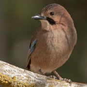 Eichelhäher, Eurasian Jay (cyprus), Garrulus glandarius glaszneri, Cyprus, Troodos central, Dezember 2017