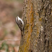 Waldbaumlaeufer, Tree creeper, Certhia familiaris, Cyprus, Troodos central, Dezember 2017