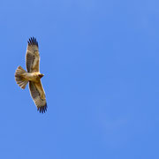 Habichtsadler, Bonelli`s Eagle, Aquila fasciata, Cyprus, Pegeia - Agios Georgios, Dezember 2017