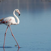 Rosaflamingo, Greater Flamingo, Phoenicopterus ruber, Cyprus, Akrotiri - Lady´s Miles Pool, Dezember 2017