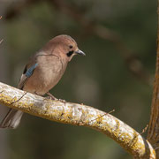 Eichelhäher, Eurasian Jay (cypriotes), Garrulus glandarius glaszneri, Cyprus, Troodos central, Dezember 2017