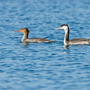 Mittelsaeger, Red-breasted Merganser, Mergus serrator + Haubentaucher, Great Crested Grebe, Podiceps cristatus, Cyprus, Akrotiri Gravel Pit, Dez. 2017