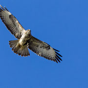 Mäusebussard, Common Buzzard, Buteo buteo, Cyprus, Pegeia - Agios Georgios, Dezember 2017