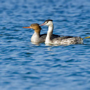 Mittelsaeger, Red-breasted Merganser, Mergus serrator + Haubentaucher, Great Crested Grebe, Podiceps cristatus, Cyprus, Akrotiri Gravel Pit, Dez. 2017