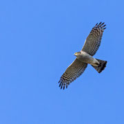 Habichtsadler, Bonelli`s Eagle, Aquila fasciata, Cyprus, Pegeia - Agios Georgios, Dezember 2017