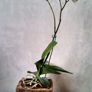 Maceta de fibra de coco con orquidea.