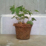 Maceta De Fibra De Coco Circular No.03.