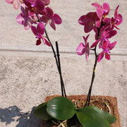 Orquideas, macetas, fibra de coco.